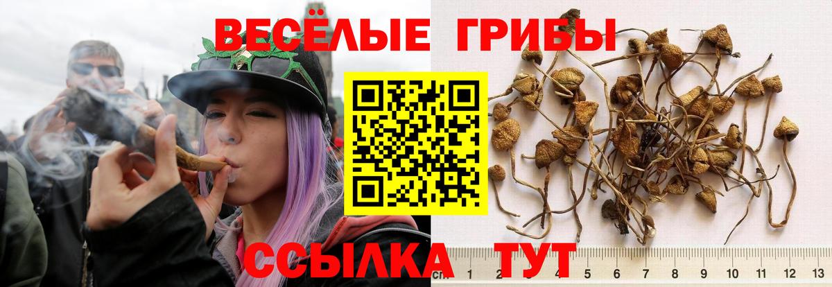 Галлюциногенные грибы GOLDEN TEACHER Кизилюрт